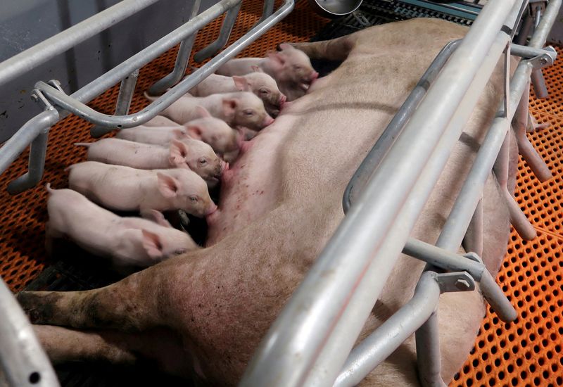 &copy; Reuters. FILE PHOTO: Piglets drink milk from a sow at a pig farm in Yaji, Guangxi Zhuang Autonomous Region, China, March 21, 2018. REUTERS/Thomas Suen/File Photo/File Photo