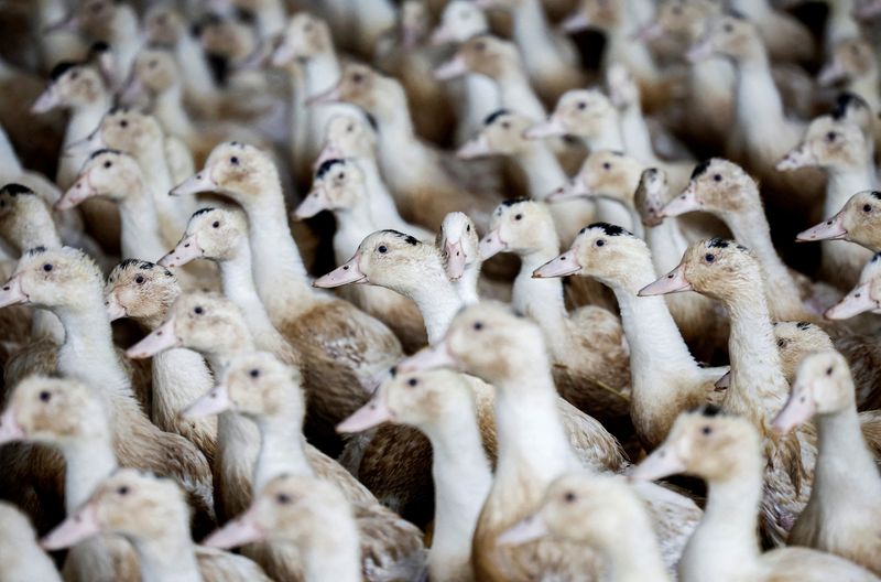 Francia pone al país en alerta máxima por la gripe aviar
