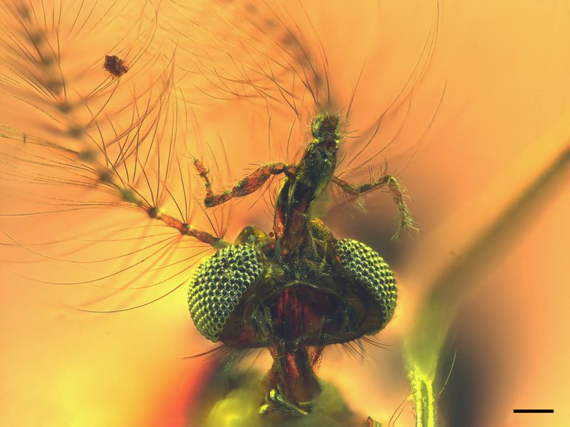 &copy; Reuters. An undated handout image of a view from below of the head of a fossilized male mosquito, including elongated sucking-piercing mouthparts, trapped in amber found in central Lebanon dating to about 130 million years ago. Dany Azar/Handout via REUTERS   