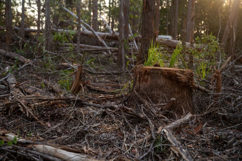 Australia's proposed koala haven faces logging threat