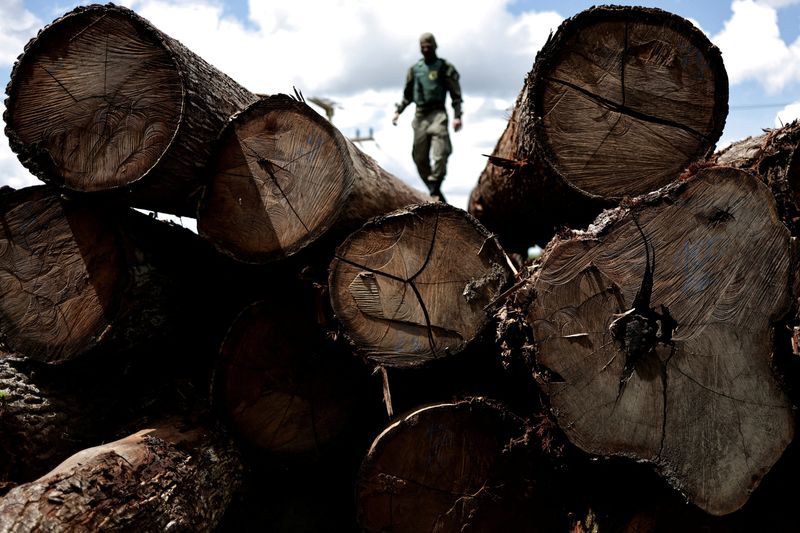 &copy; Reuters. Agente do Ibama inspeciona árvores cortadas da floresta amazônica durante operação de combate ao desmatamento em Placas, no Pará
20/01/2023 REUTERS/Ueslei Marcelino