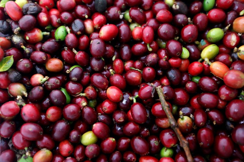 &copy; Reuters. FOTO DE ARCHIVO. Frutos de café recién recolectados se ven en una plantación en Pueblo Rico, Colombia, 11 de marzo, 2019. REUTERS/Luisa González