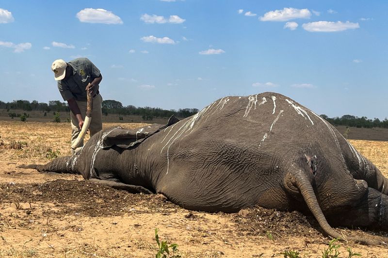 &copy; Reuters. Un empleado inspecciona el colmillo de un elefante muerto en el Parque Nacional de Hwange, Zimbabue, 7 de diciembre de 2023 REUTERS/Nyasha Chigono    