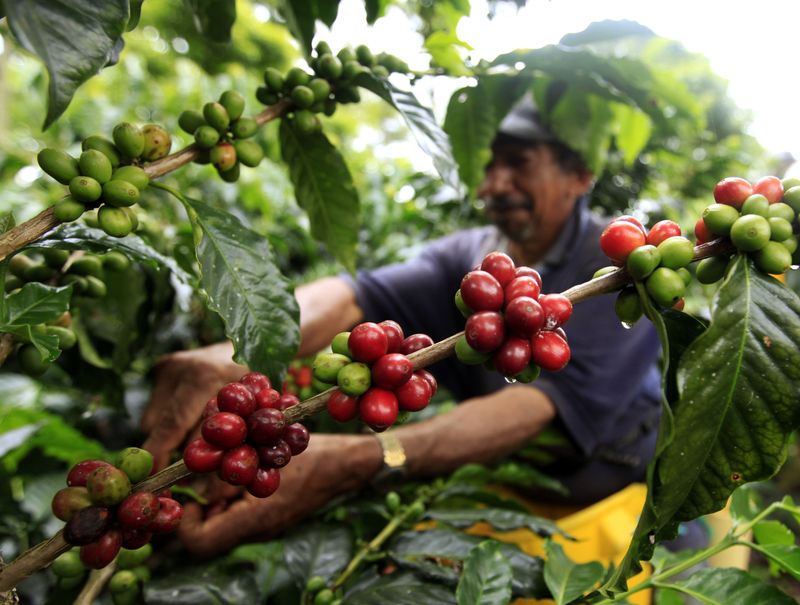 &copy; Reuters. Colheita de café na Colômbia. REUTERS/José Miguel Gómez