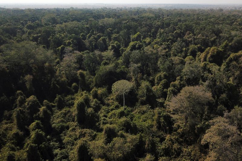 &copy; Reuters. مشهد جوي لجزء من غابات الأمازون في البرازيل في صورة من أرشيف رويترز 
