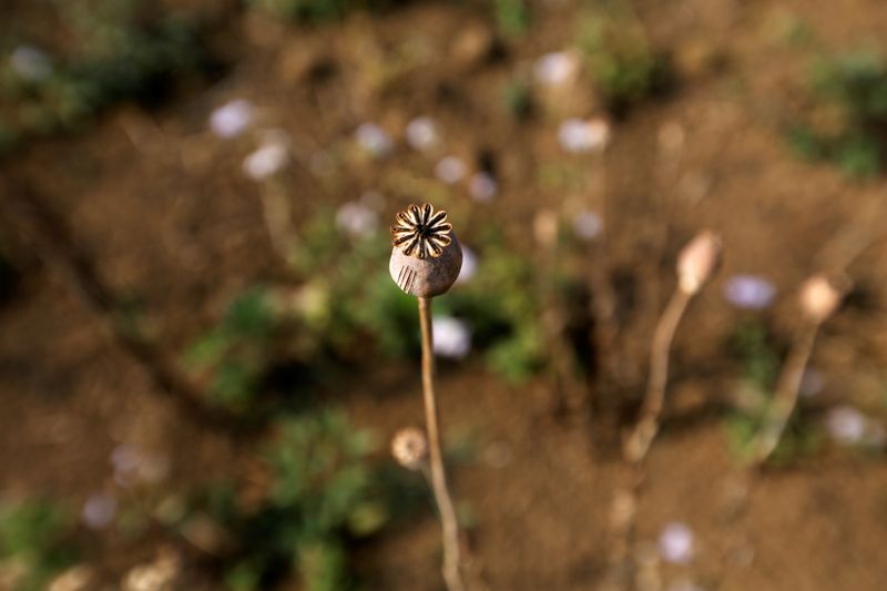 &copy; Reuters. FILE PHOTO: A dried poppy is seen in a field next to a mulberry farm in Tangyan township in Lashio District, northern Shan State, Myanmar, April 22, 2018. REUTERS/Ann Wang/File Photo