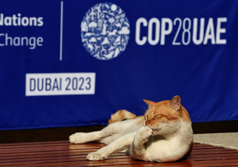 &copy; Reuters. Un chat allongé sur un banc lors de la conférence sur le climat COP28 à Dubaï, aux Émirats arabes unis. /Photo prise le 12 décembre 2023/REUTERS/Thaier Al-Sudani IMAGES TPX DU JOUR