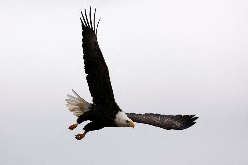 Montana grand jury indicts two men for allegedly killing bald eagles