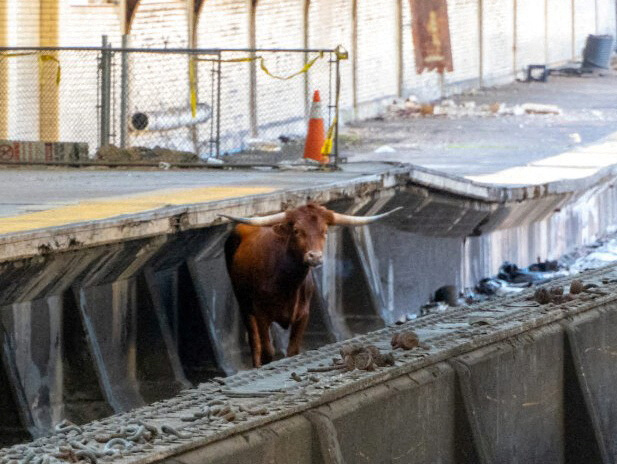 Maverick bull strays onto New Jersey train tracks, delaying New York service