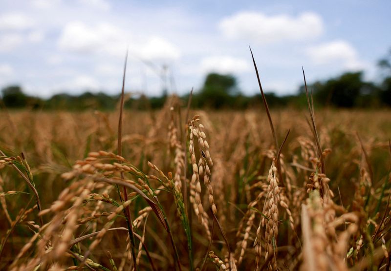 &copy; Reuters. FILE PHOTO: A general view of the dried yellow paddy stems at a field amid a drought in Anamaduwa, Sri Lanka August 20, 2023. REUTERS/Dinuka Liyanawatte/File Photo