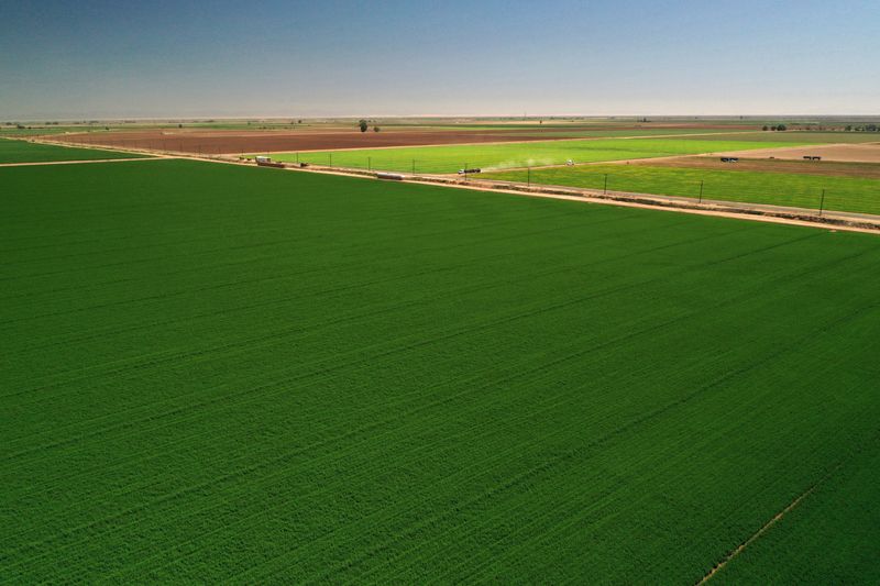 &copy; Reuters. A general view of irrigated farmland as the spread of the coronavirus disease (COVID-19) continues in this aerial photo taken over Holtville, California, U.S., May 29, 2020. Picture taken with a drone. REUTERS/Bing Guan/ File Photo
