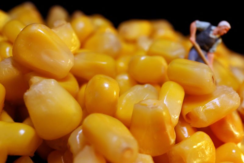 &copy; Reuters. FOTO DE ARCHIVO: Granos de maíz se muestran con una miniatura de agricultor en esta foto ilustrativa tomada el 20 de junio de 2023. REUTERS/Florence Lo/Ilustración