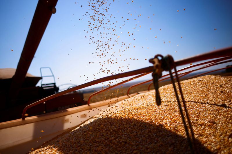 &copy; Reuters. FOTO DE ARCHIVO: Granos de maíz son cargados en un camión después de ser cosechados en una granja cerca de Brasilia, Brasil 22 de agosto 2023. REUTERS/Adriano Machado