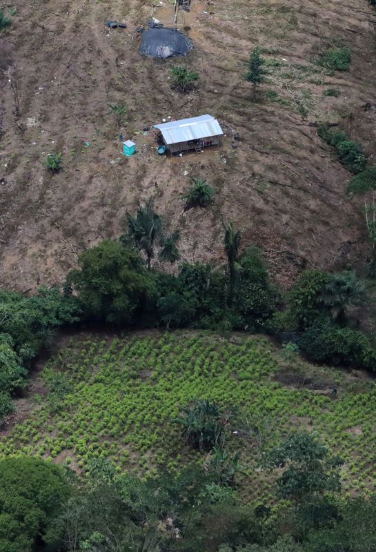 &copy; Reuters. Vista aérea de plantação de coca em Tumaco, na Colômbia
26/02/2020
REUTERS/Luisa Gonzalez