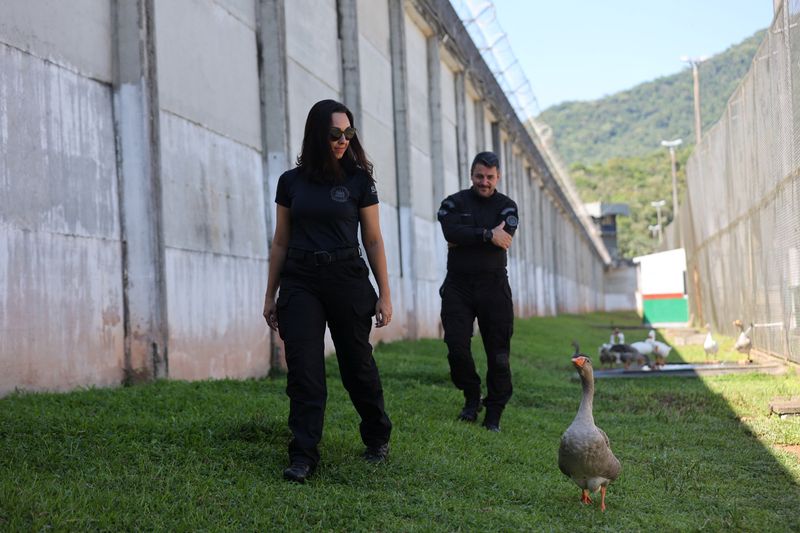 &copy; Reuters. A goose named Piu-Piu walks near security agents while helping vigilance patrols around the Penitentiary Complex near Florianopolis, Santa Catarina State, Brazil December 15, 2023. REUTERS/Anderson Coelho