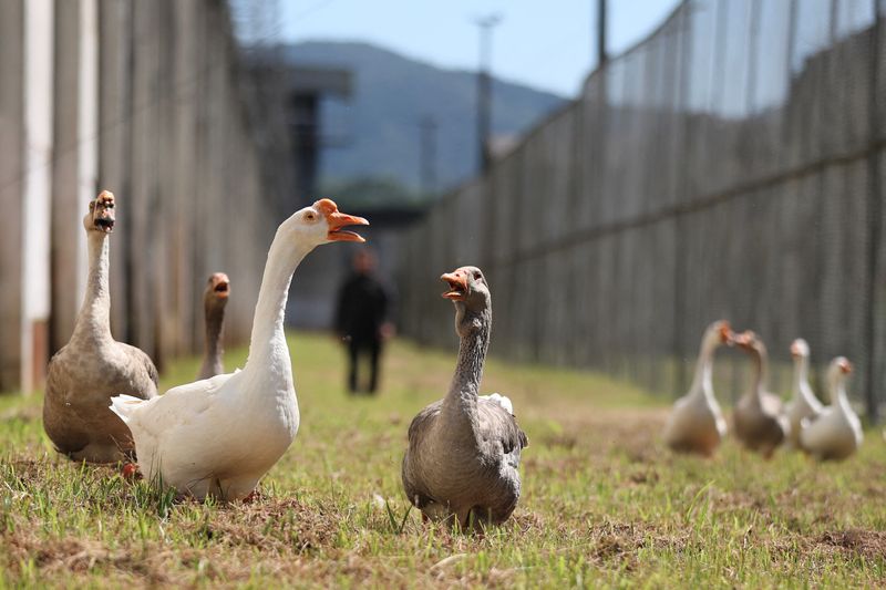 &copy; Reuters. Grupo de gansos que fazem a patrulha de presídio em Santa Catarina
15/12/2023 REUTERS/Anderson Coelho