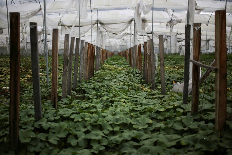 &copy; Reuters. FILE PHOTO: A greenhouse that was used to plant and grow cannabis plants and is now overrun by weeds is seen in Subachoque, Colombia November 24, 2023. REUTERS/Luisa Gonzalez/File Photo