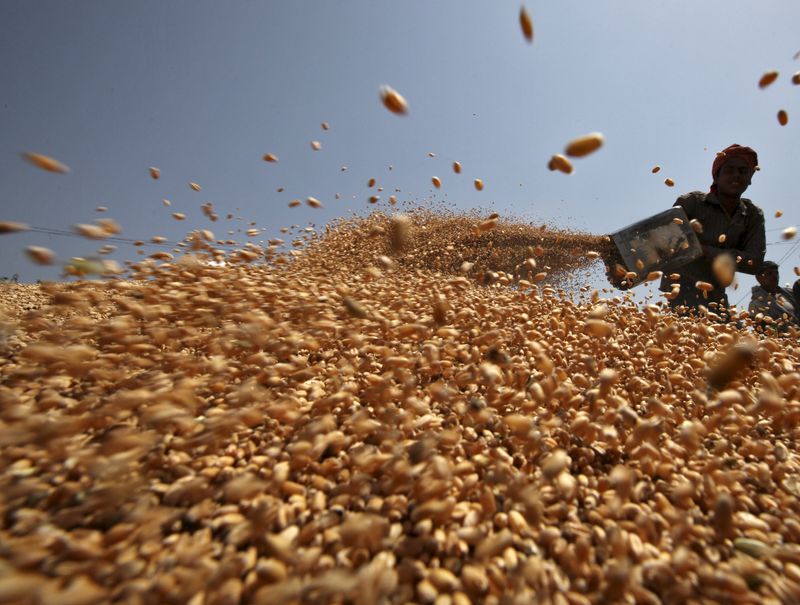 © Reuters. عامل يجفف محصول القمح في الهند بصورة من أرشيف رويترز.