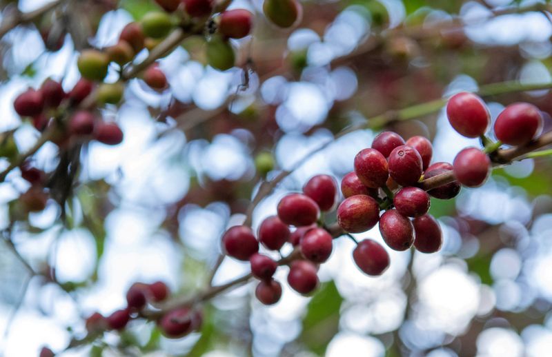 &copy; Reuters.  １２月１９日、欧州連合（ＥＵ）域内のコーヒー輸入企業が、アフリカなどの小規模農家からの調達を縮小しはじめている。写真はコーヒーの実。２０１８年１１月、エチオピア・シェベ