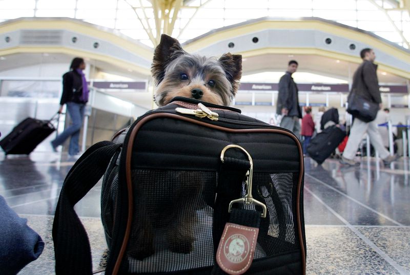 &copy; Reuters. FILE PHOTO: A dog named "Buddy" waits in its carrier with its family at Ronald Reagan National Airport for its flight to St. Louis on the day before Thanksgiving in Washington November 23, 2005. REUTERS/Larry Downing/File Photo