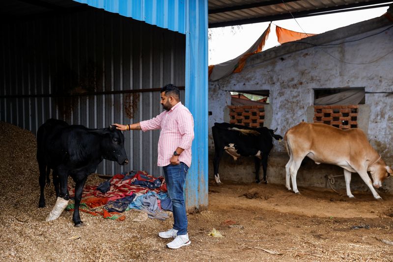 © Reuters. Vishnu Dabad, 30, a Gau Rakshak or a cow protector and politician with the regional political party Jannayak Janta Party(JJP), attends to a cow at a shelter, run by him for injured and sick cows, in Chamdhera village, Haryana, India, November 10, 2023. REUTERS/Anushree Fadnavis