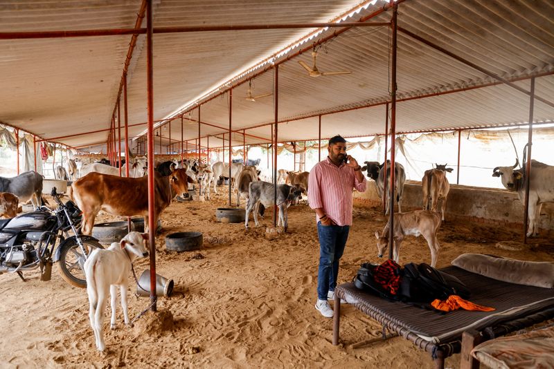 &copy; Reuters. Vishnu Dabad, 30, a Gau Rakshak or a cow protector and politician with the regional political party Jannayak Janta Party(JJP), speaks on his mobile phone at a cow shelter, run by him for injured and sick cows, in Chamdhera village, Haryana, India, Novembe