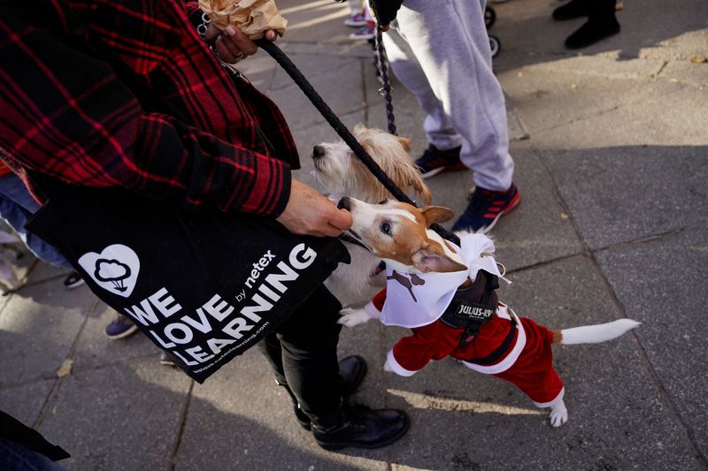 &copy; Reuters. كلبان يتلقيان الطعام من مالكهما عقب مشاركتهما في مسيرة سانبيريستري الخيرية للكلاب في العاصمة الإسبانية مدريد ضد التخلي عن الحيوانات يوم ال