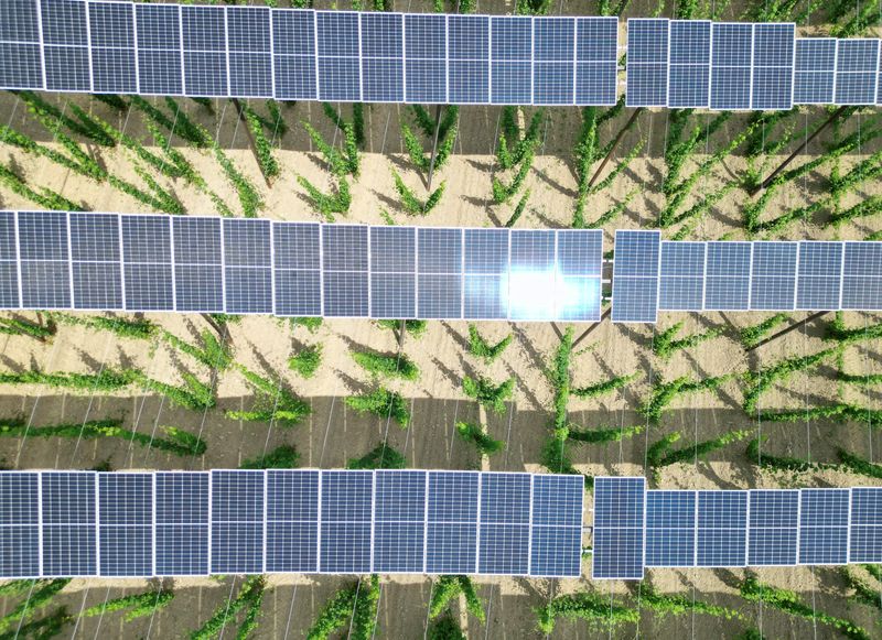 &copy; Reuters. FILE PHOTO: Solar panels are seen atop a hops plantation in the Bavarian Holledau region in Au, Germany, June 19, 2023. REUTERS/Louisa Off/File Photo