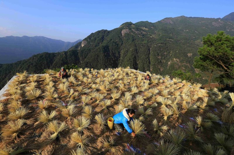 &copy; Reuters. Colheita de safra na China