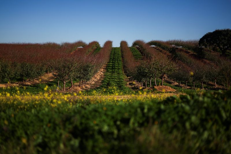 &copy; Reuters. A view of a farm in Alvito, Alentejo, Portugal, November 23, 2023. REUTERS/Pedro Nunes