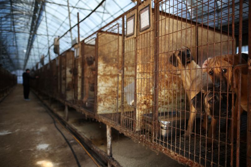 &copy; Reuters. كلاب داخل أقفاص في مزرعة للحوم الكلاب بكوريا الجنوبية يوم 21 نوفمبر تشرين الثاني 2023. تصوير: كيم هونج جي - رويترز.

