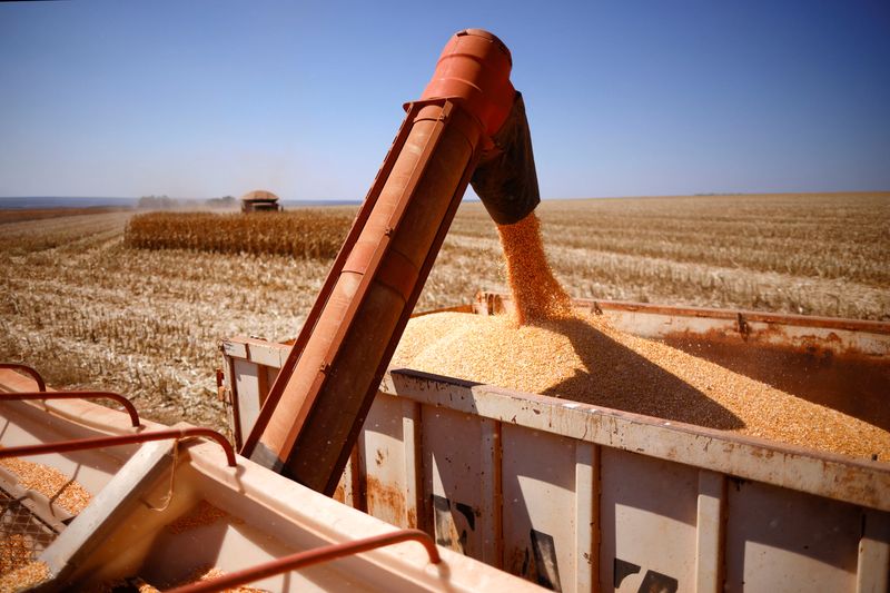 &copy; Reuters. Los granos de maíz se cargan en un camión después de ser cosechados en una granja cerca de Brasilia, Brasil, 22 de agosto de 2023. REUTERS/Adriano Machado