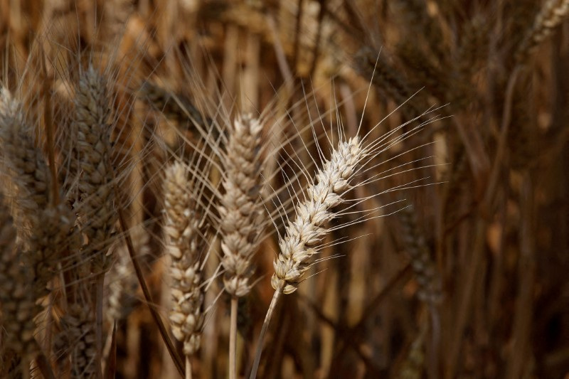 &copy; Reuters. FOTO DE ARCHIVO REFERENCIAL: Los cultivos de trigo crecen en una granja en China, 11 de junio de 2021.  REUTERS/Tingshu Wang