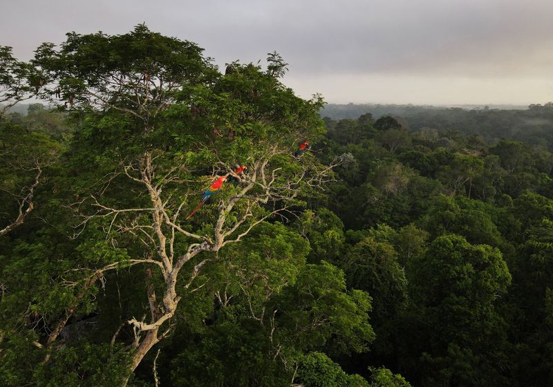 &copy; Reuters. Macaws sit on a tree at the Amazon rainforest in Manaus, Amazonas State, Brazil October 26, 2022. REUTERS/Bruno Kelly/File Photo