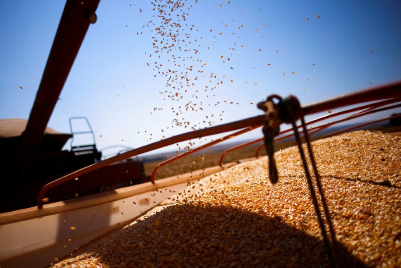 &copy; Reuters. FOTO DE ARCHIVO: Granos de maíz son cargados en un camión después de ser cosechados en una granja cerca de Brasilia, Brasil 22 de agosto 2023. REUTERS/Adriano Machado/Foto de archivo