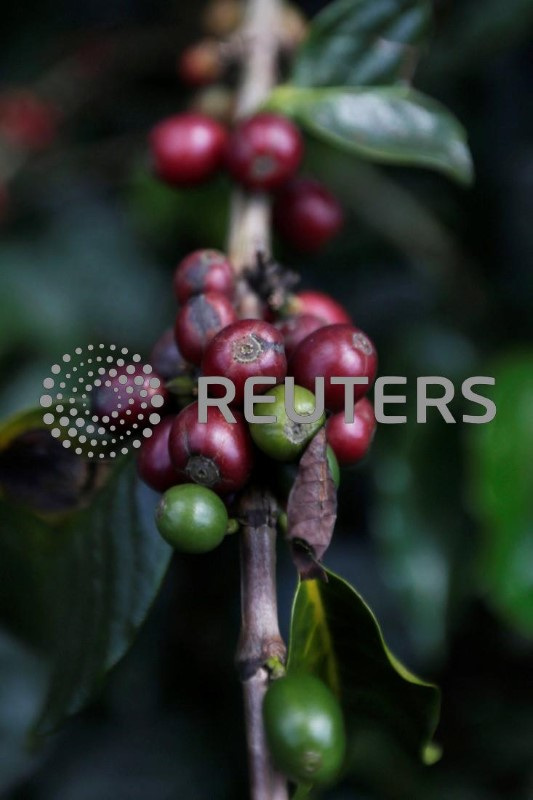 &copy; Reuters. Frutos de café são vistos em uma plantação em Chinchina, na Colômbia
22/11/2018
REUTERS/Luisa Gonzalez