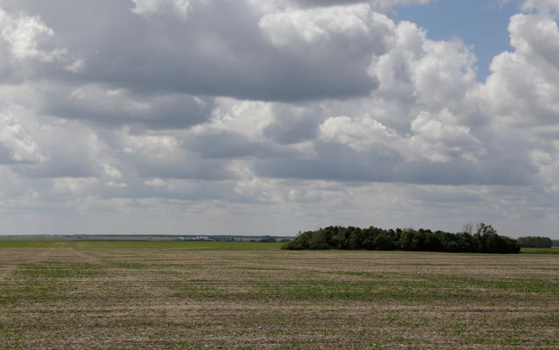 &copy; Reuters. FILE PHOTO: Canola crops stunted by the recent drought near Fort Qu'Appelle, Saskatchewan, Canada, June 25, 2019. REUTERS/Valerie Zink/File Photo