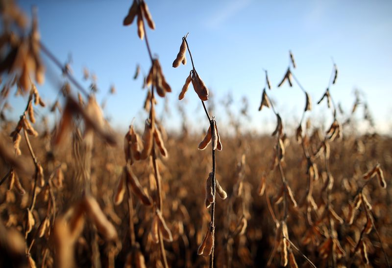 &copy; Reuters. Plantação de soja em Carlos Casares, Argentina