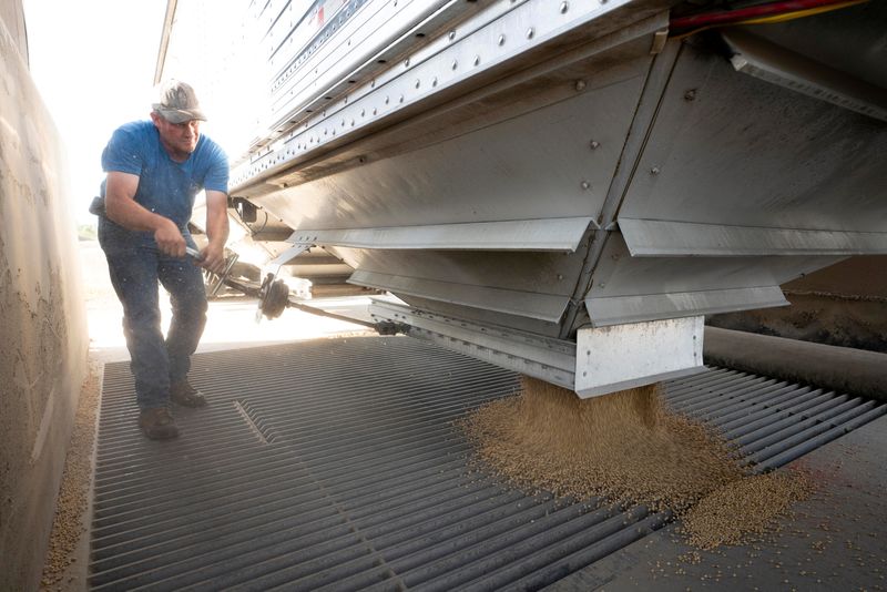 &copy; Reuters. FOTO DE ARCHIVO: Bill Wentling descarga soja de su camión durante la temporada de cosecha en las instalaciones del elevador de granos Deerfield AG Services en Massillon, Ohio, Estados Unidos. 7 de octubre de 2021. REUTERS/Dane Rhys