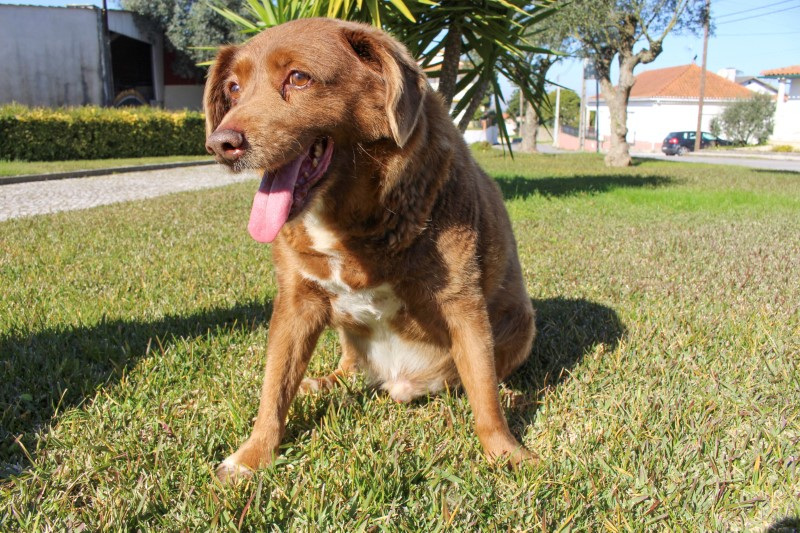 &copy; Reuters. Bobi, que bateu o recorde de cão mais velho, em Leiria, Portugal
04/02/2023 
REUTERS/Catarina Demony
