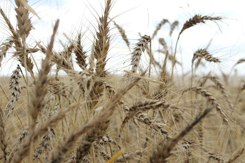 &copy; Reuters. FILE PHOTO: The crop is seen in a wheat field ahead of annual harvest near Moree, Australia, October 27, 2020.  REUTERS/Jonathan Barrett/File Photo 