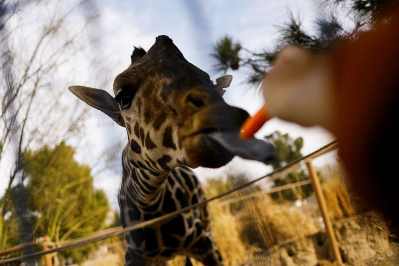 &copy; Reuters. Una persona alimenta a la jirafa mascota 'Benito' de Ciudad Juarez antes de ser trasladada al Africam Safari en la ciudad de Puebla, en el Parque Central en Ciudad Juarez, Mexico 21 de enero, 2024. REUTERS/Jose Luis Gonzalez