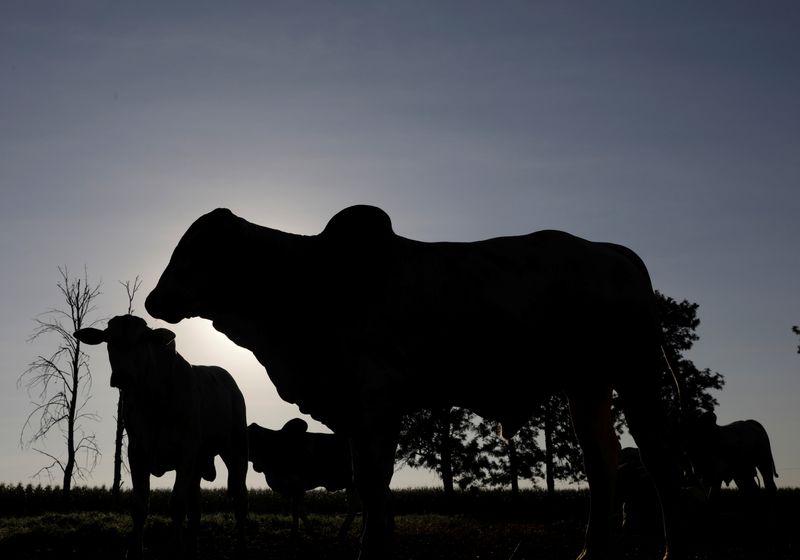 &copy; Reuters. Gado zebu em fazenda em Paulínia
01/07/2017 REUTERS/Paulo Whitaker