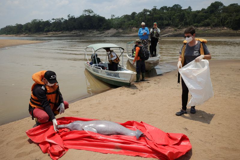 &copy; Reuters.  Pesquisadores do Instituto Mamiraua de Desenvolvimento Sustentável recuperam um boto morto no Lago Tefé, que deságua no rio Solimões, afetado por altas temperaturas e seca no Amazonas
03/12/2023
REUTERS/Bruno Kelly     