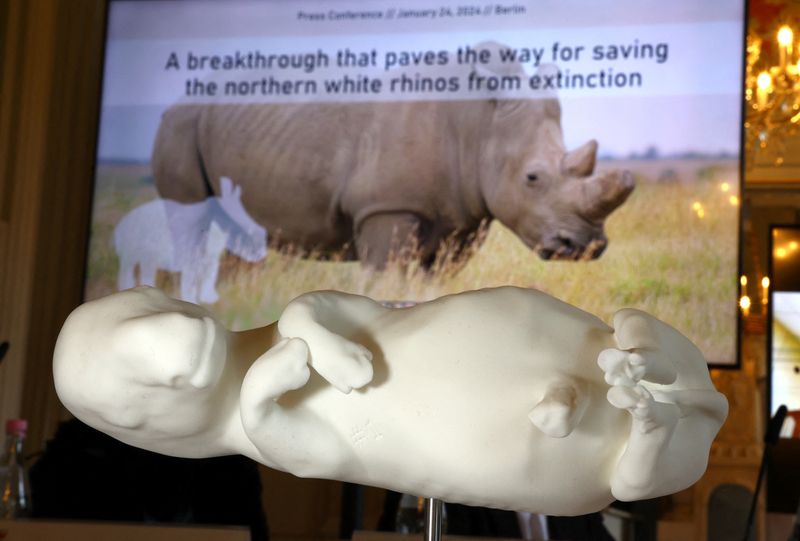 &copy; Reuters. Modelo en 3D de un feto de rinoceronte blanco del sur de 70 días de edad se muestra durante una conferencia de prensa, en Tierpark Zoo en Berlín, Alemania 24 de enero 2024.  REUTERS/Fabrizio Bensch
