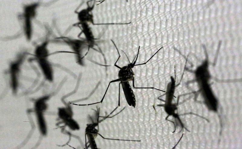 &copy; Reuters. Mosquitos Aedes aegypti no laboratório Oxitec em Campinas, São Paulo
02/02/2016
REUTERS/Paulo Whitaker