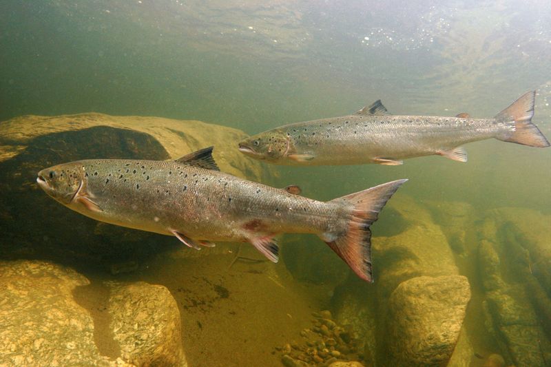 &copy; Reuters. Atlantic salmon rest in a pool during spawning migration upstreams, in Namsen river tributary, Norway in this undated handout picture. Michel Roggo/Handout via REUTERS/ File Photo