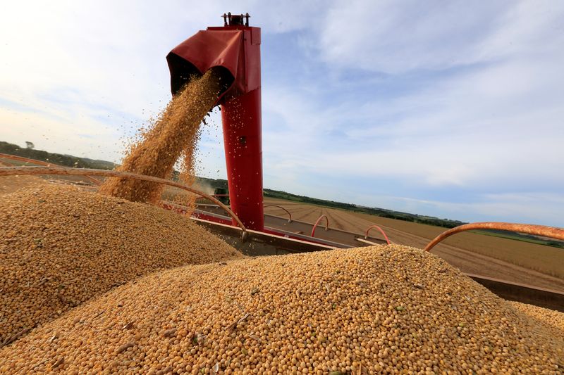 Soja e milho caem com pressão de dados de oferta na América do Sul