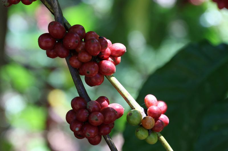 Café robusta avança com escassez de oferta na Europa