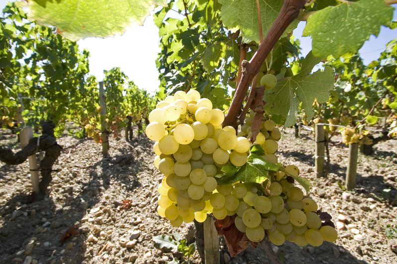 &copy; Reuters. Raisins blancs dans le vignoble du Château Haut Brion dans la région de Bordeaux, à Pessac, dans le sud-ouest de la France, le 31 août 2009/REUTERS/Olivier Pon